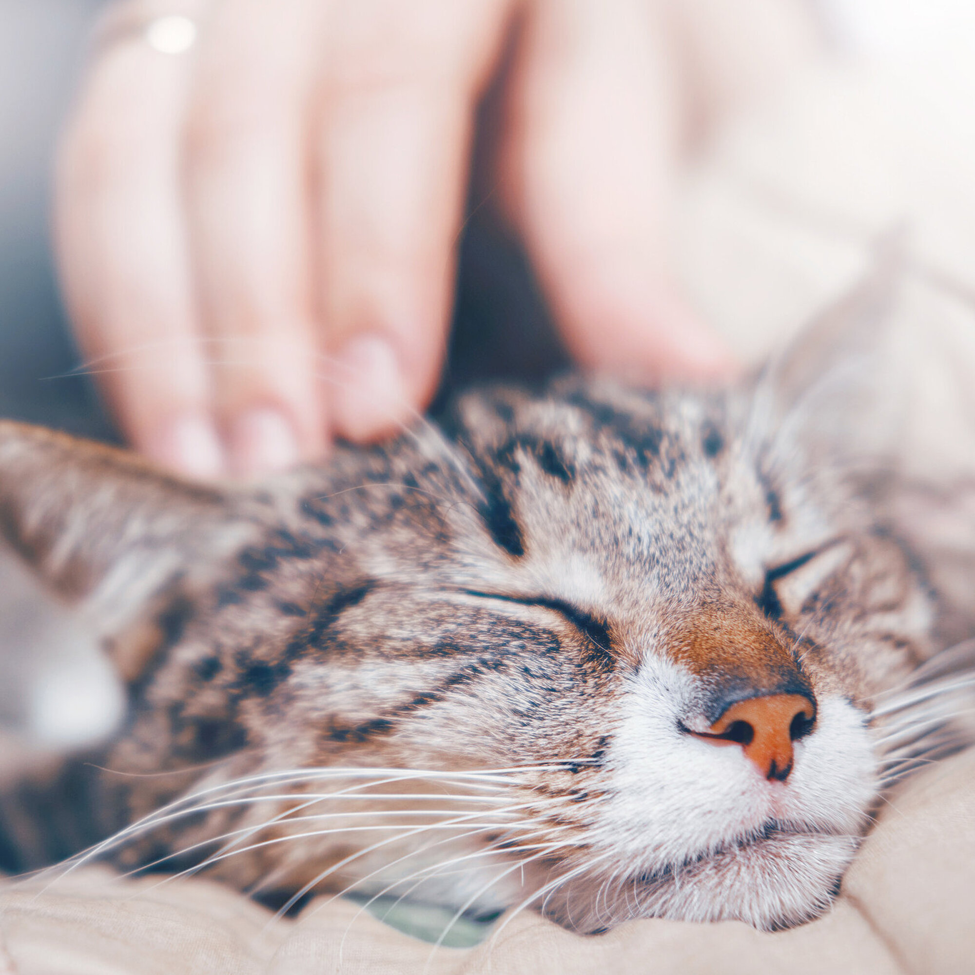 Katze wird gestreichelt