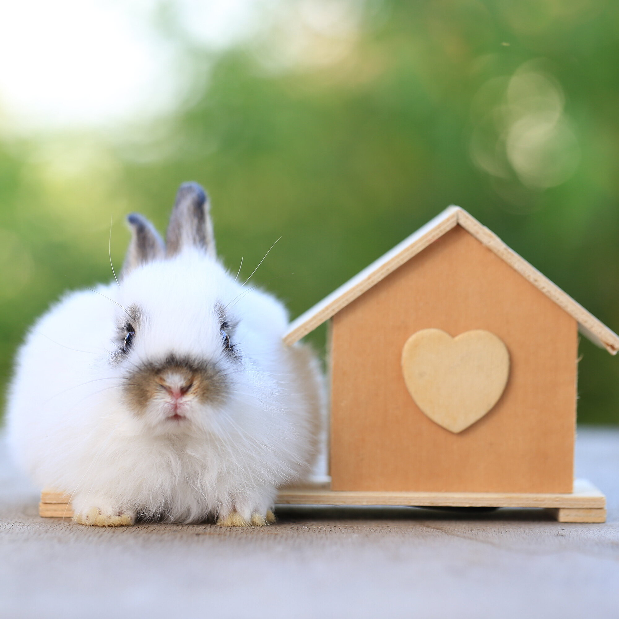 Kaninchen neben Holzhaus