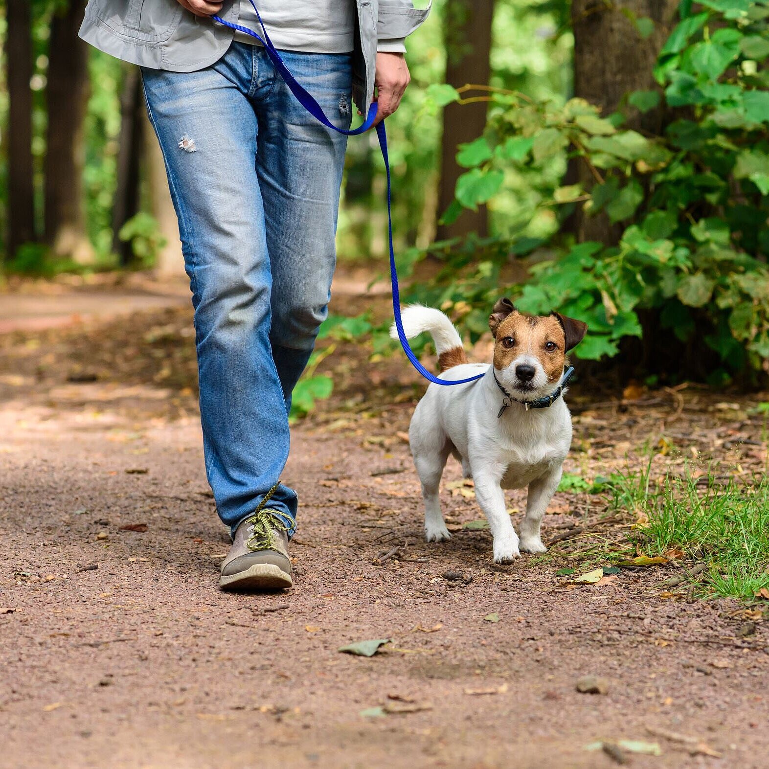 Person geht mit Hund Gassi