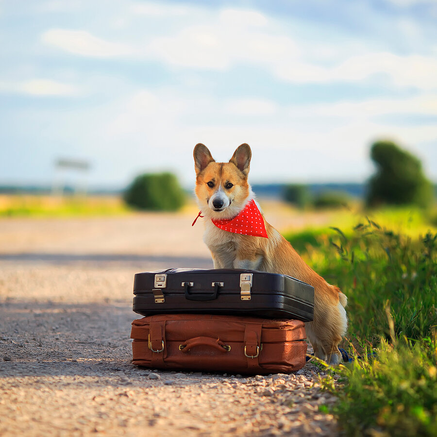 Hund auf Koffern in der Natur