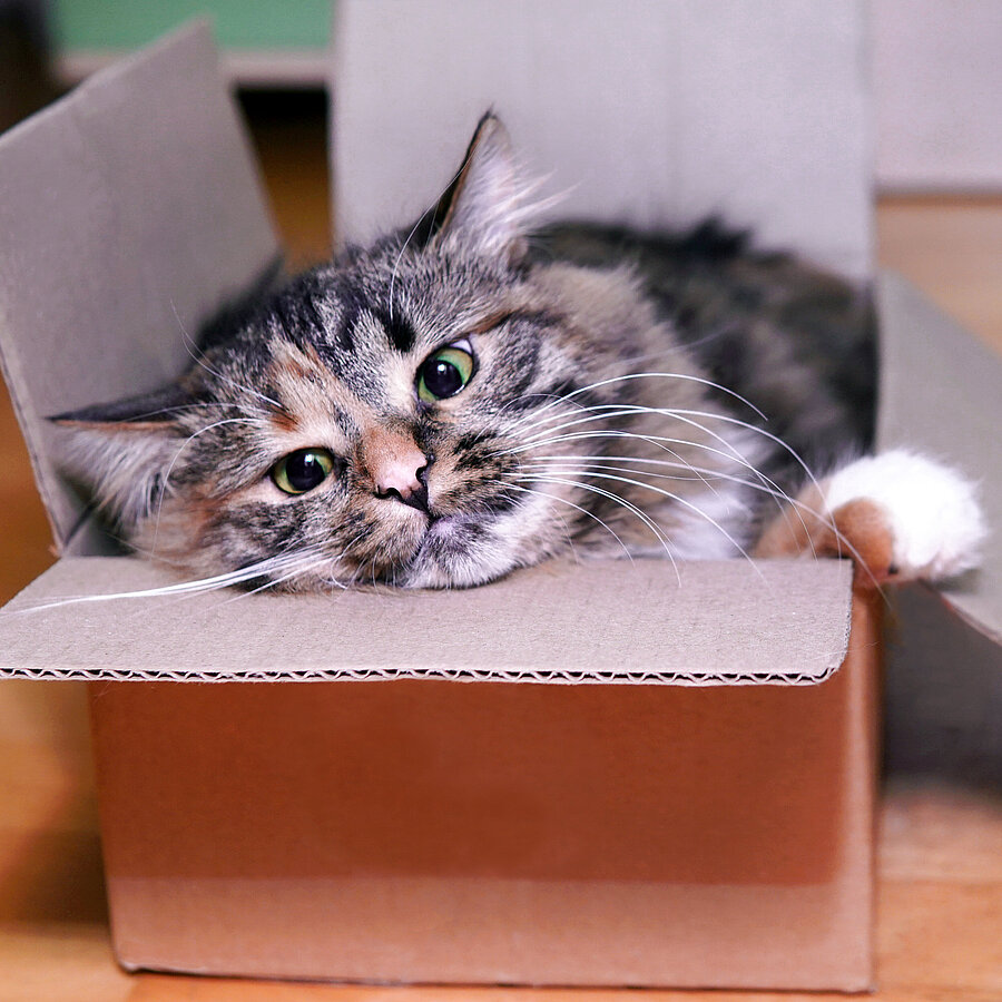 Katze im Karton